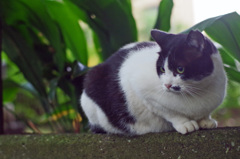 石神井公園の猫-5