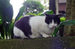 石神井公園の猫-4