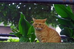 石神井公園の猫-8