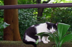 石神井公園の猫-3