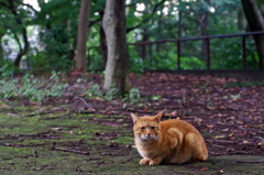 石神井公園の猫-1