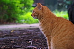 石神井公園の猫-10