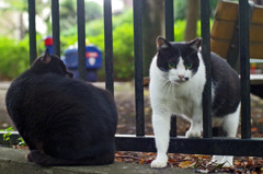 石神井公園の猫-11