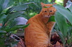 石神井公園の猫-7