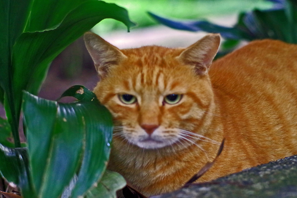 石神井公園の猫-9