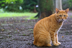 石神井公園の猫-13