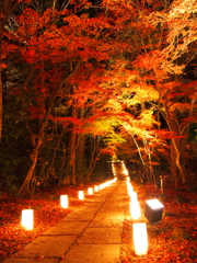 夜の紅葉道