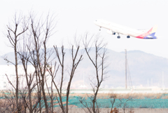 空港傍、冬の雑木