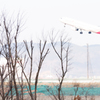空港傍、冬の雑木