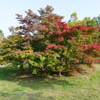 韓国　オサンの公園