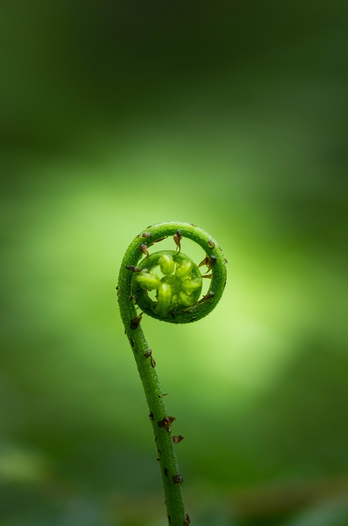 萌芽