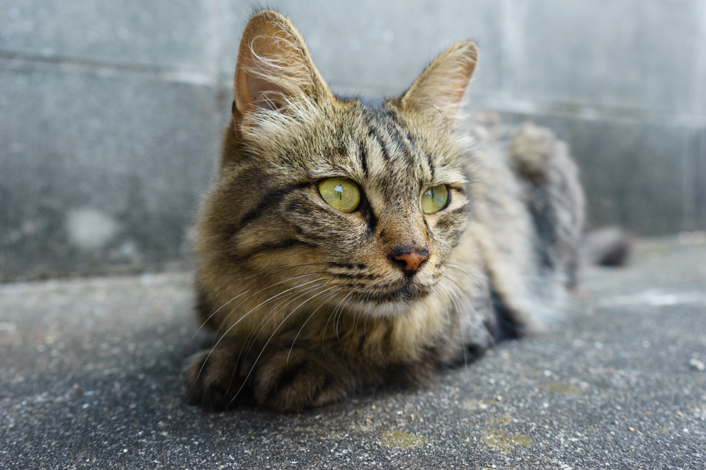 鞆の浦　野良猫　