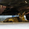 車の下の猫