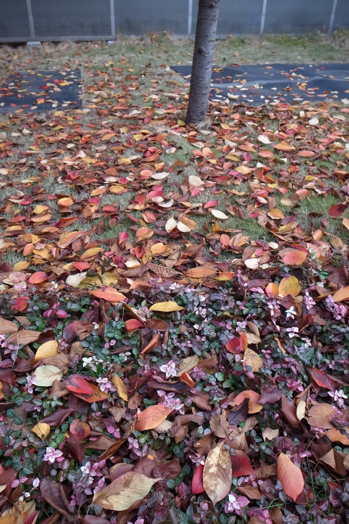 落ち葉