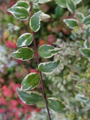 花壇－マクロ１