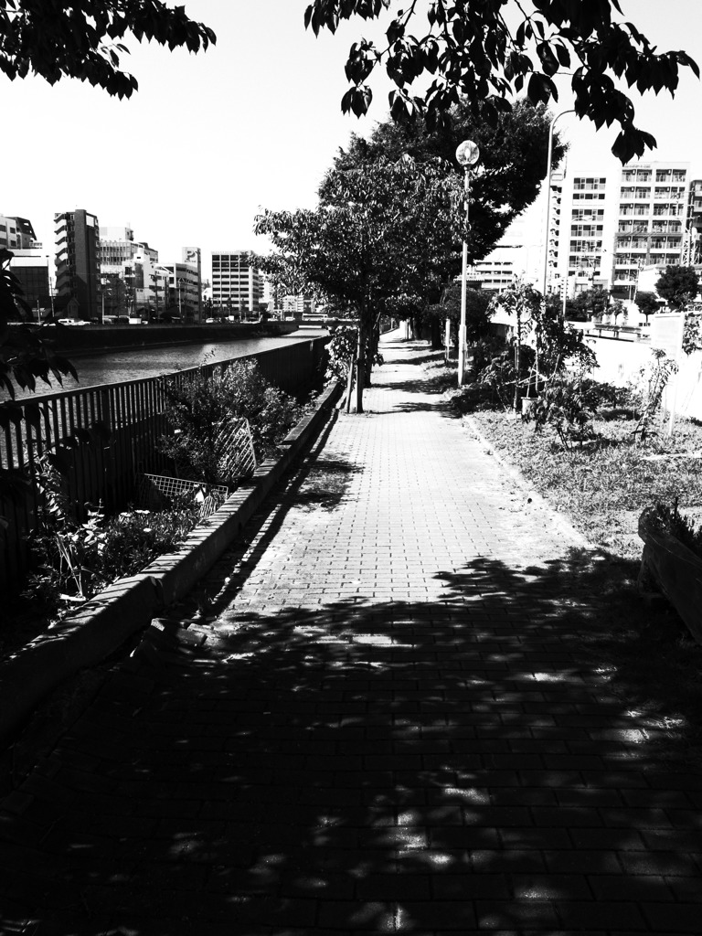 いつもの散歩道－ハイコントラスト