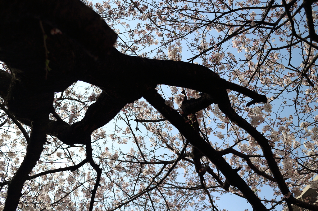 桜2015-3