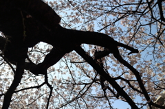 桜2015-3