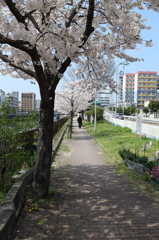 サクラノミチ