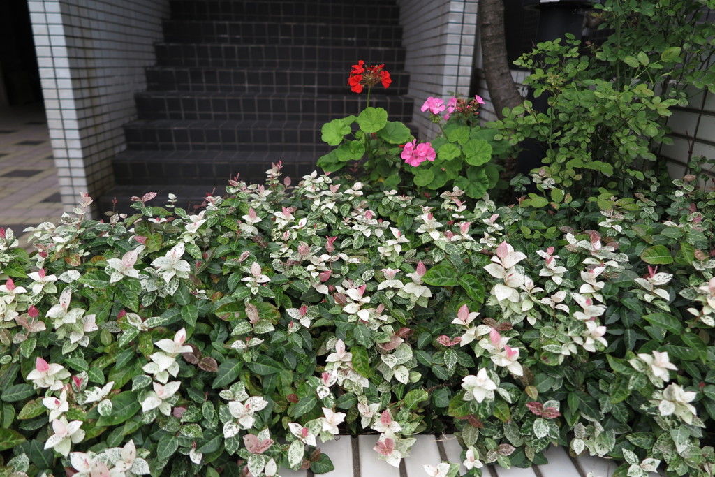 花壇