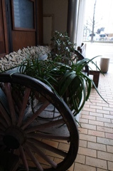 ベンチの上の植物たち