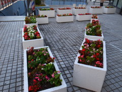 花を並べて