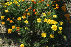 日差しを集めて