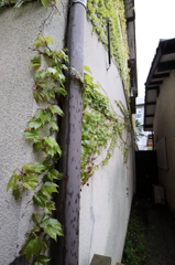 雨に映える緑２