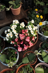店休日の花たち