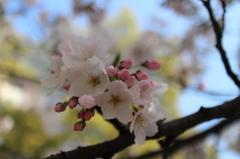 桜2015-1