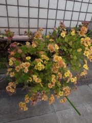 花の色