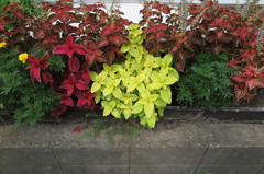 鮮やか　その２