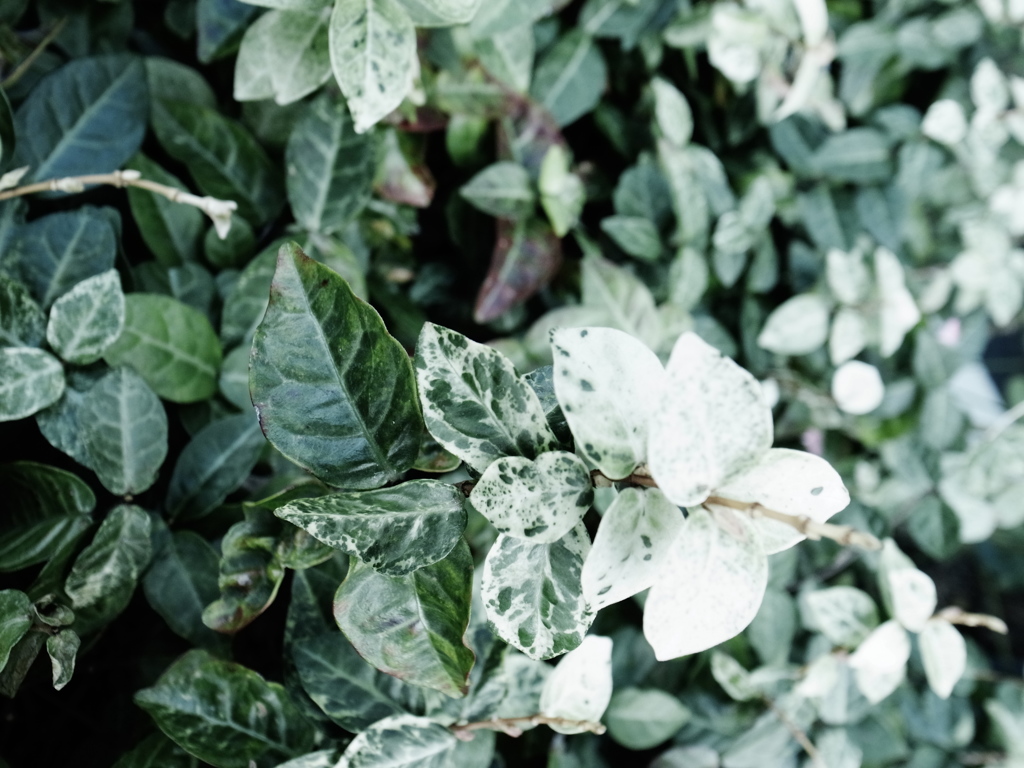 花壇－マクロ２