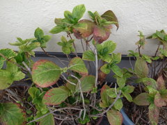 ひっそりと息付く