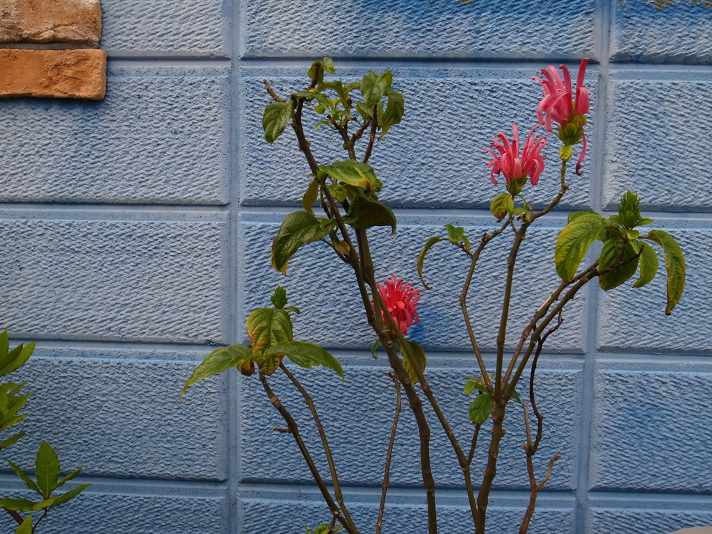 花の色-ビビット