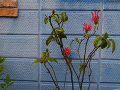 花の色-ビビット