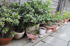 緑があふれる
