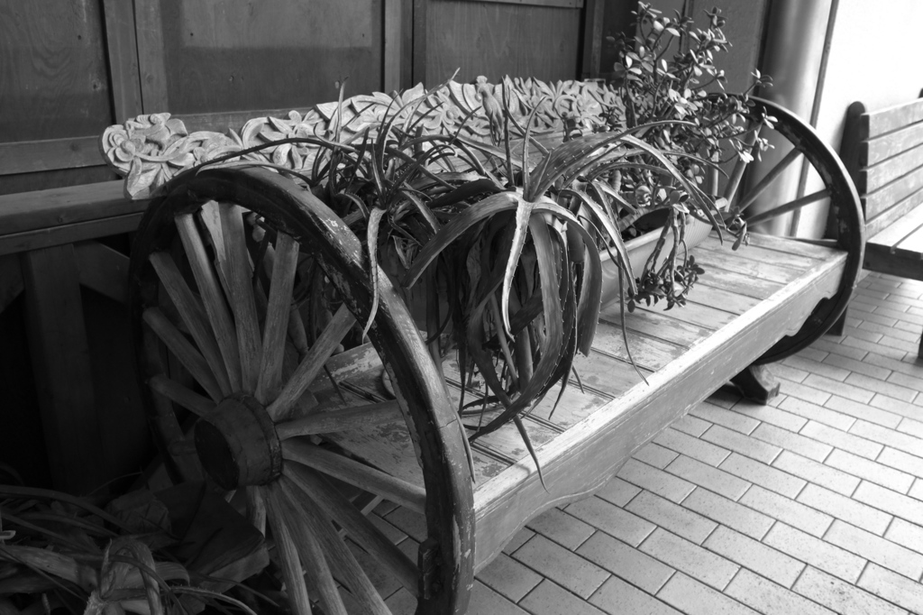 ベンチの上の植物たち-モノクロ