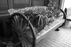 ベンチの上の植物たち-モノクロ