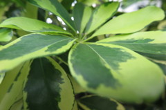 クローズアップ