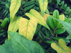 色づくークロスプロセス