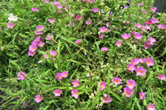 名前は知らない