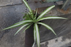 コンクリートに咲く