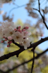 桜2015-2