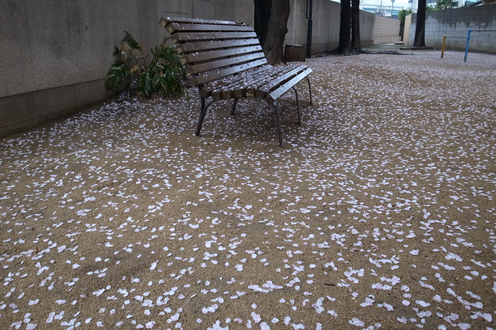 雨のベンチ