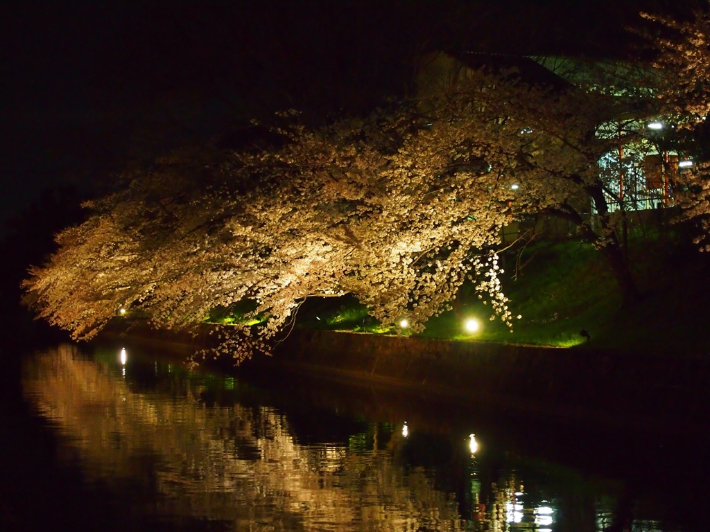 夜桜