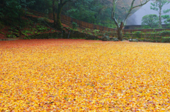 秋色絨毯
