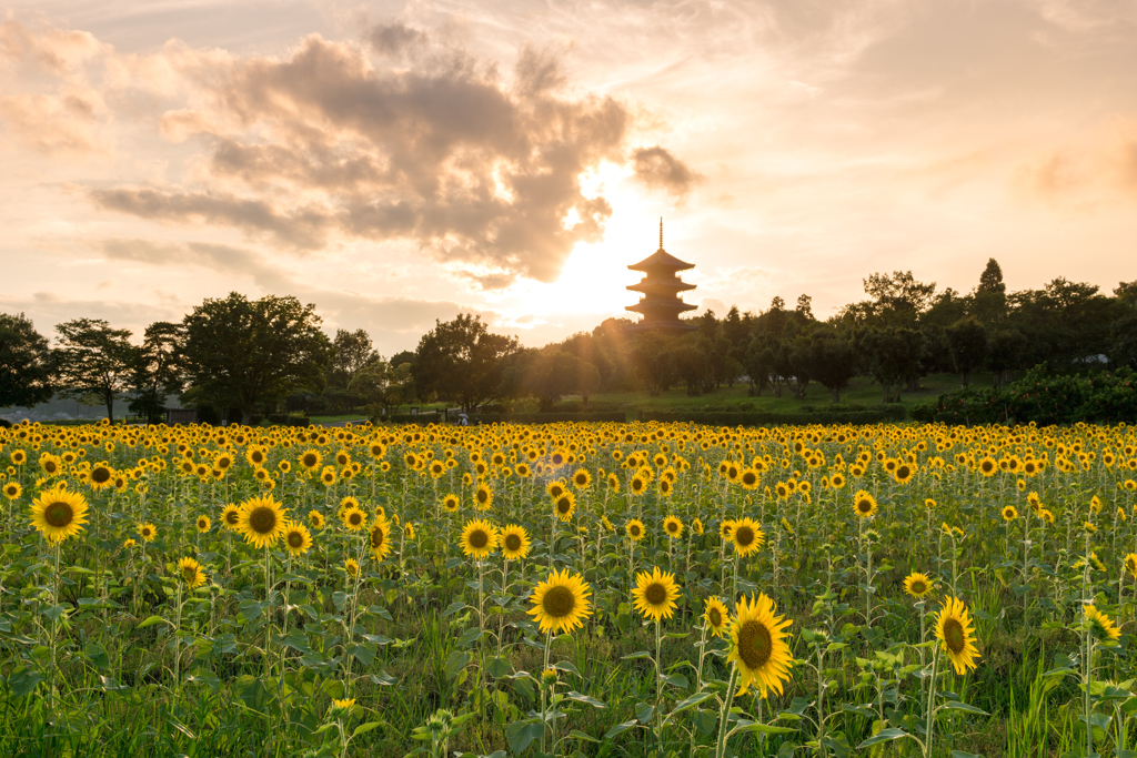 sunset sunflower