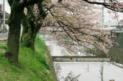 桜土手