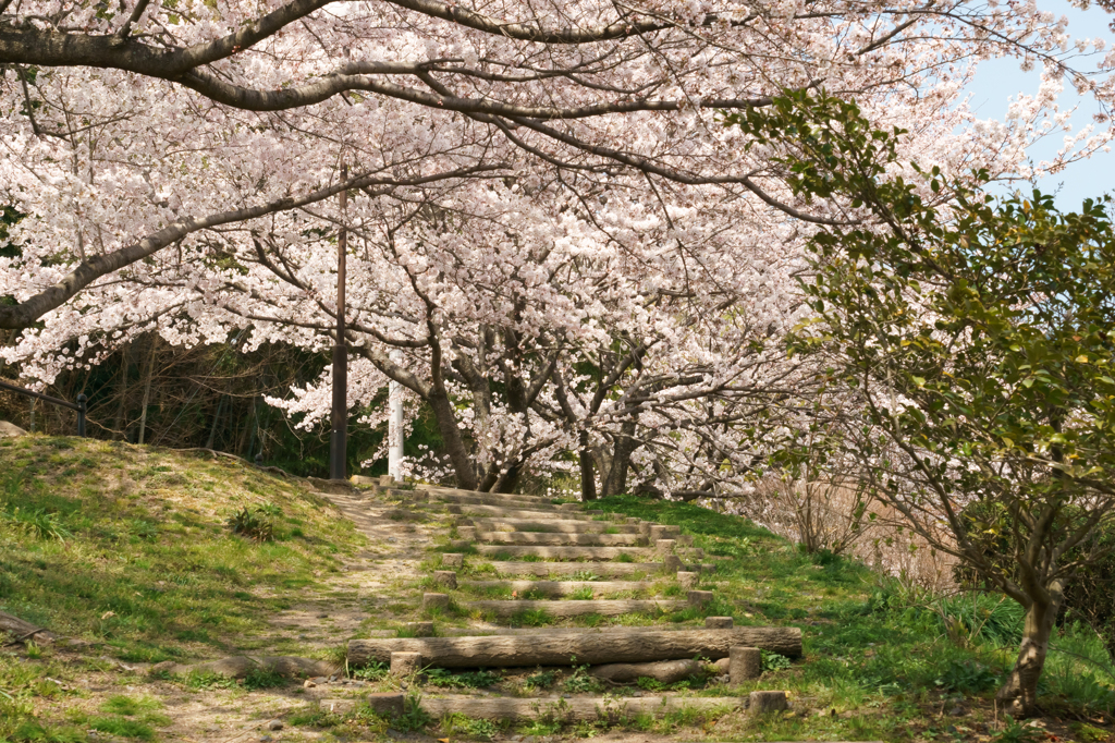桜小道②